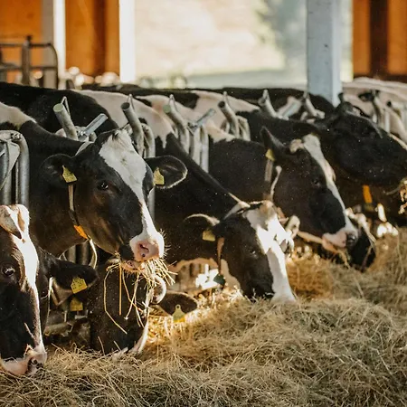 Kirchlehof Apartment *